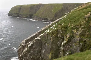 Bird rock at Cape St. Mary's ecological seabird reserve