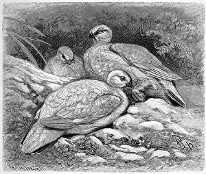 Bird, Rock Ptarmigan (Lagopus muta)