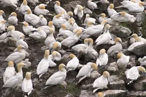 Bird rocks at Cape St. Mary's ecological seabird reserve