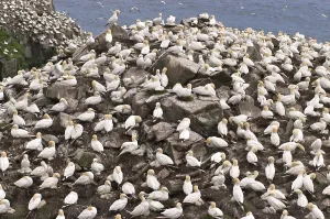 Bird rocks at Cape St. Mary's ecological seabird reserve