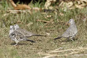 Bird, rolinha-rattlesnake, Lencois