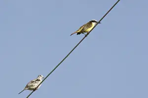 Bird, rolinha-rattlesnake, Lencois
