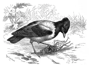 Bird, rosy starling (Sturnus roseus)