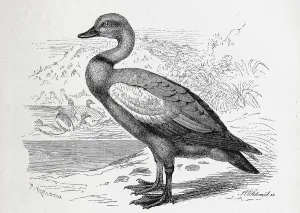 Bird, Ruddy Shelduck (Tadorna ferruginea)