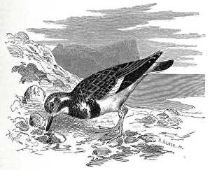 Bird, ruddy turnstone (Arenaria interpres)