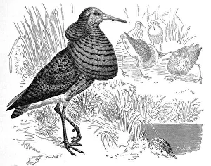 Bird, Ruff (Philomachus pugnax) Syn