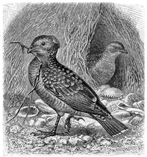 Bird, Ruffed bird, Chlamydodera maculata