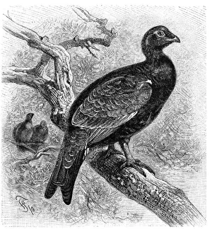 Bird, Ruffed Grouse or Middle Grouse