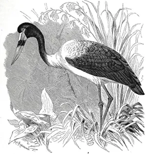 Bird, Saddle-billed stork (Ephippiorhynchus senegalensis)