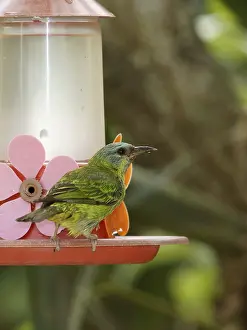 Bird, Sai-azul, sai-bicudo