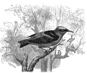 Bird, Sai, Caereba cyanea, Certhia cyanea