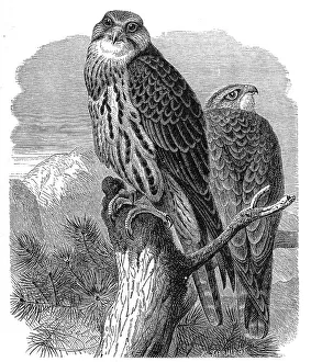Bird, Saker falcon, Falko cherrug