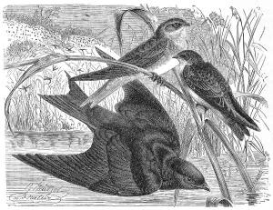 Bird, sand martin (Riparia riparia)