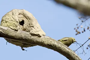 Bird, Sanhaco of the coconut tree