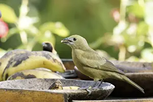 Bird, Sanhaco of the coconut tree