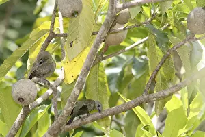Bird, Sanhaco coconut tree