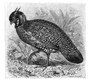 Bird, satyr chicken, Ceratornis satyra