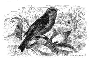 Bird, Serinus canarius, atlantic canaries (Serinus canaria)