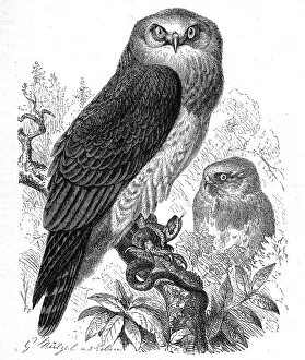 Bird, Serpentine Hawk (Circaetus) spectabilis