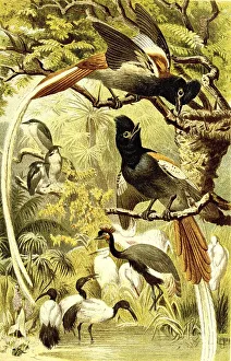 Bird, Seychelles Paradise Flycatcher (Terpsiphone corvina)