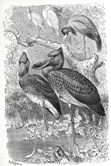 Bird, Shoebill (Balaeniceps rex)