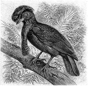 Bird, Short-wattled Umbrella Bird