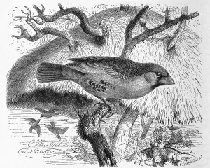 Bird, Siedelsperling, Passer socius