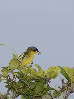 Bird, Sink-snake, defecate-fat