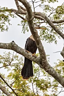 A bird sits on a branch, surrounded by green foliage and a bright sky in the background