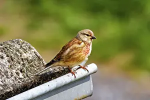 A bird sits on a metal ledge next to a rock with a blurred green background