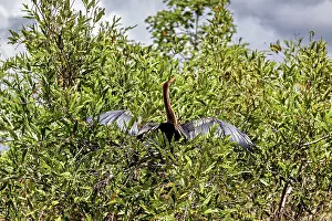 A bird sits with outstretched wings high in dense bushes under a cloudy sky
