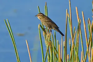 A bird sits quietly on reeds by a lake under a blue sky