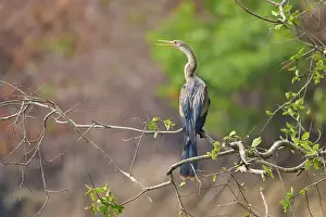Bird sitting attentively on a branch against a background of vivid green and warm colours