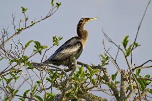 Bird sitting on a branch with green leaves under a blue sky