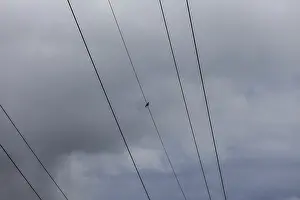 Bird sitting on high-voltage power line