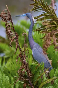 Bird sitting among plants with distinctive blue bill