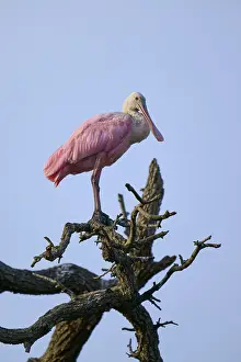 Bird sitting quietly on a branch