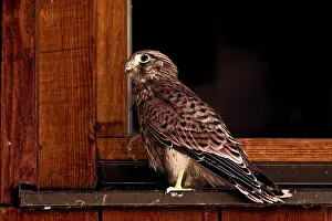 Bird sitting on a wooden window sill