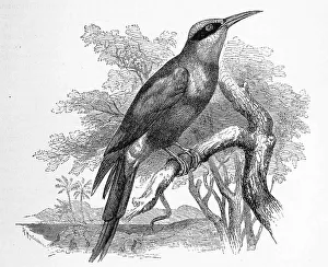 Bird, southern carmine bee-eater (Merops nubicoides) is a bird of the bee-eater family