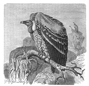 Bird, Sparrowhawk, Gyps rueppelli