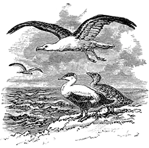 Bird species indigenous to the Norwegian coast, the black-headed gull (Larus marinus) and the eider goose or eider duck (Somateria mollissima), biology, Norway, historical illustration 1888, Europe