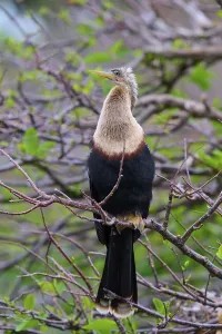 Bird spreading its wings on a branch surrounded by greenery