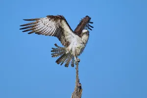 Bird spreading wings over a perch