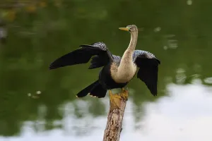 Bird spreading its wings on a tree trunk over calm water