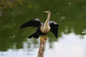 Bird spreading its wings on a tree trunk over calm water