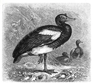 Bird, Spur-winged Goose (Plectropterus gambensis)