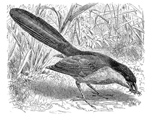 Bird, Spurred Cuckoo (Centropus) senegalensis