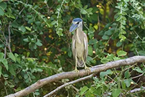 A bird standing on a branch surrounded by green foliage in a natural environment