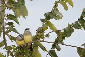 Bird, Suiriri, Ilha do Mel, Encantadas