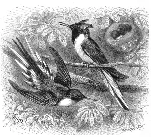 Bird, Tailfinch, Heliactinus cornutus